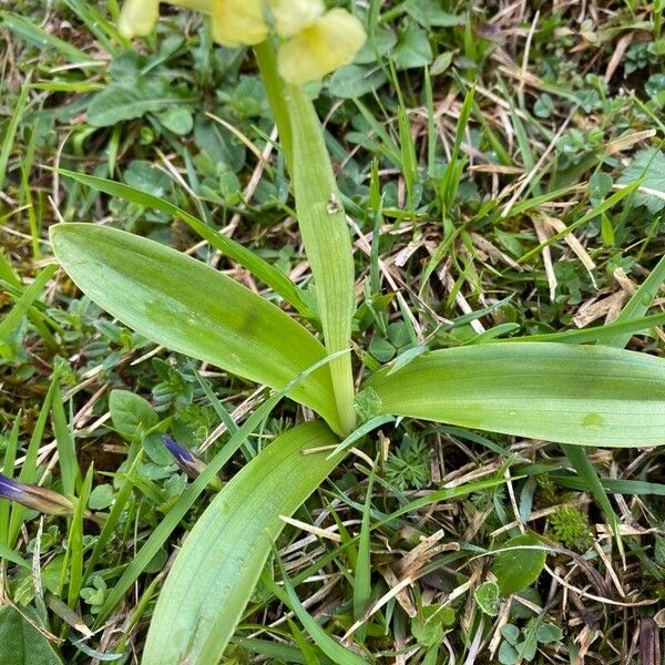 Orchis pallens Folha