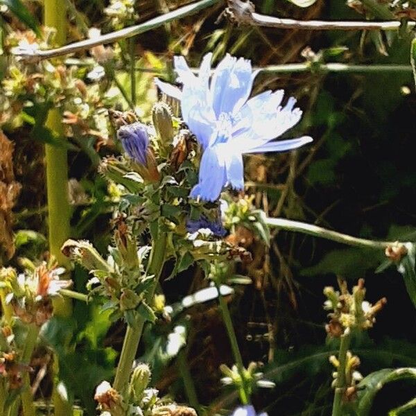 Cichorium endivia Квітка