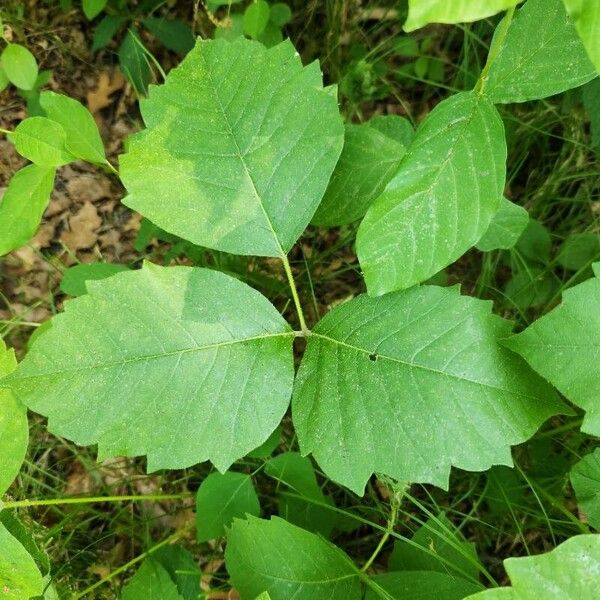 Toxicodendron rydbergii Deilen