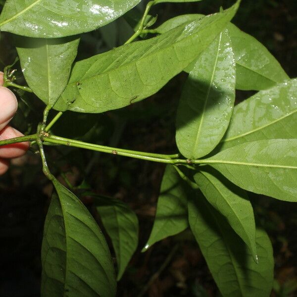 Peltostigma guatemalense 葉