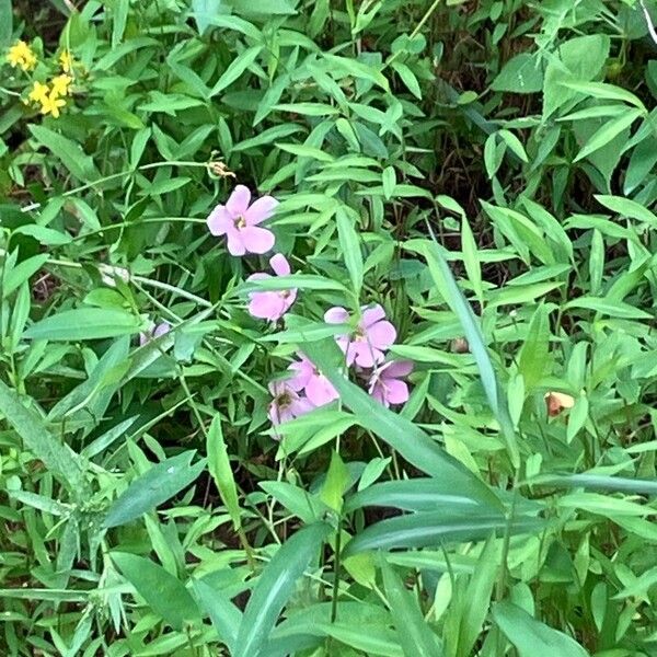 Sabatia angularis Flors