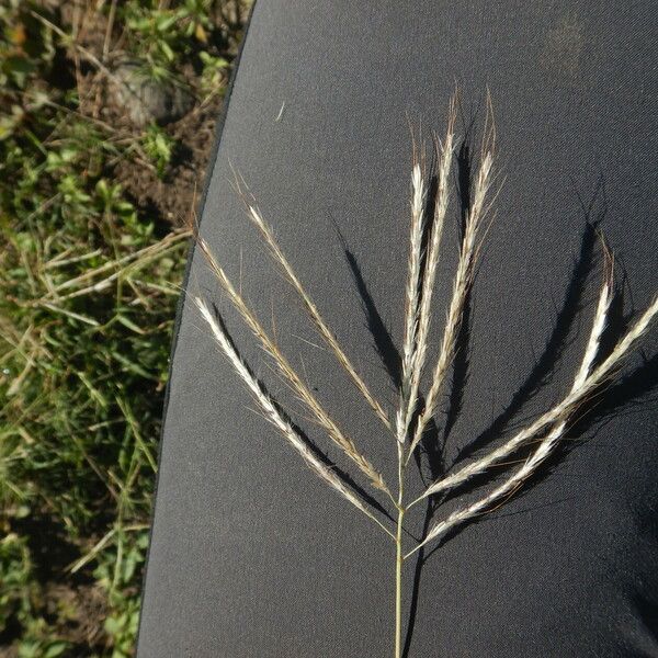 Dichanthium annulatum Flor