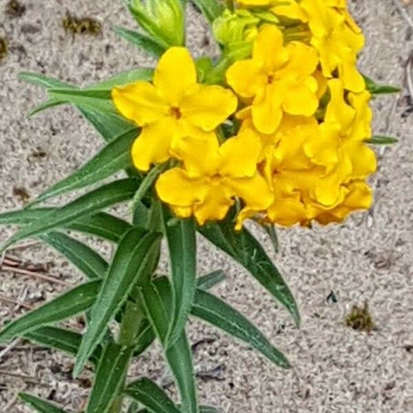 Lithospermum canescens Flower