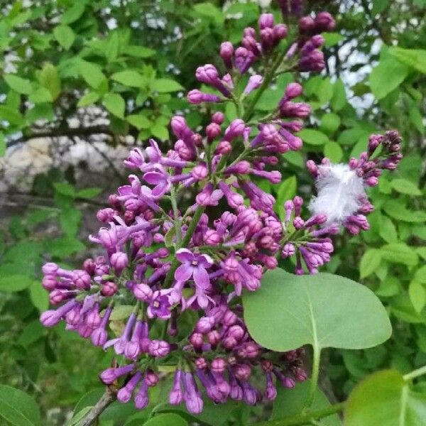 Syringa vulgaris 花