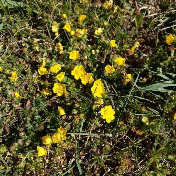 Potentilla pedata Λουλούδι