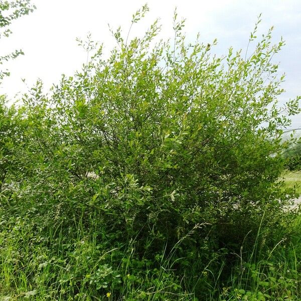 Salix aurita Характер