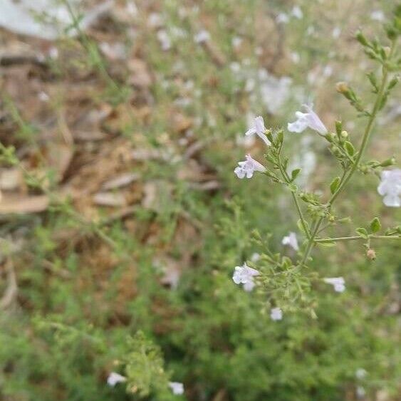 Clinopodium nepeta Flower