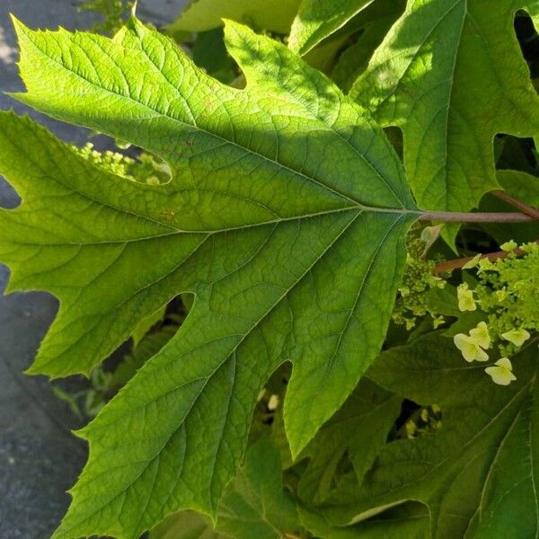 Hydrangea quercifolia Blad