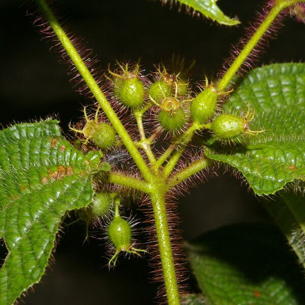 Miconia crenata Ліст