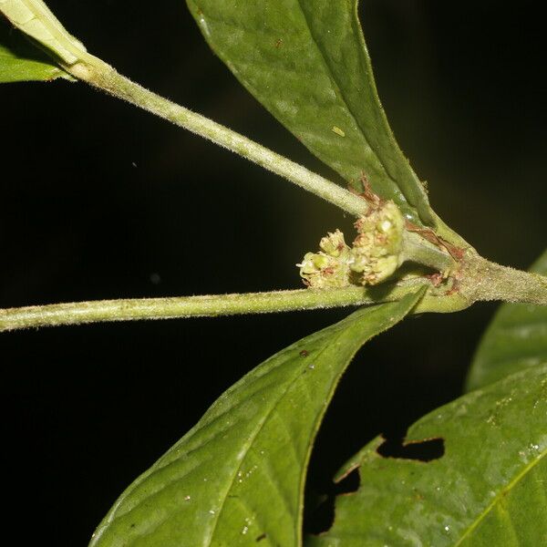 Psychotria psychotriifolia Hoja