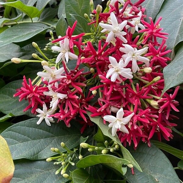 Clerodendrum trichotomum Цвят