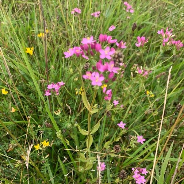 Centaurium erythraea Λουλούδι