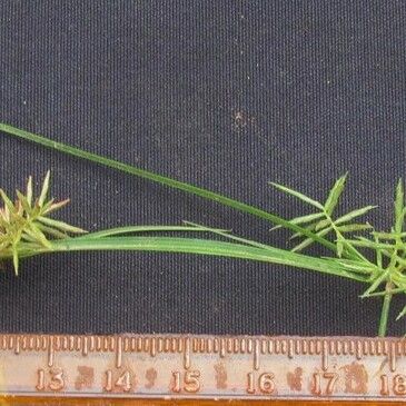 Cyperus tenuis Other