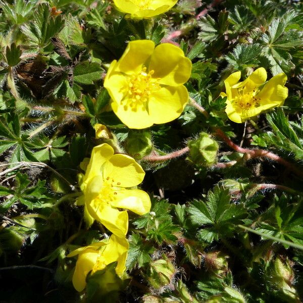 Potentilla verna Квітка