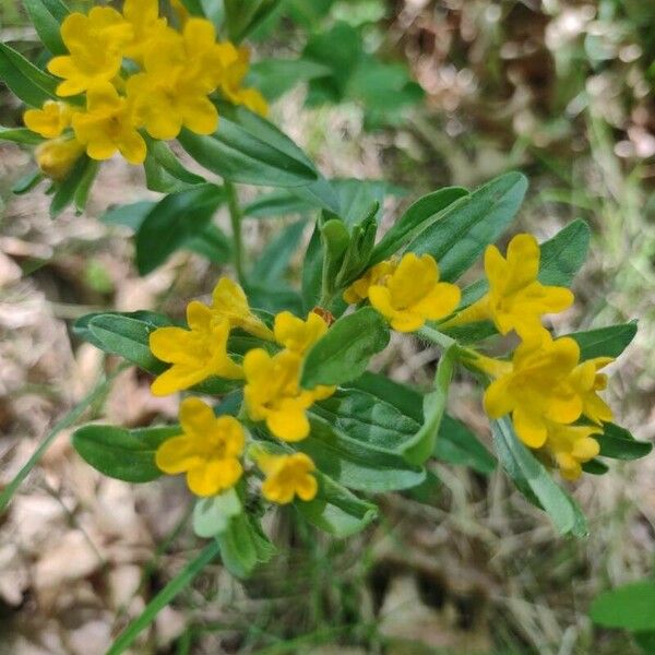 Lithospermum canescens Blomst