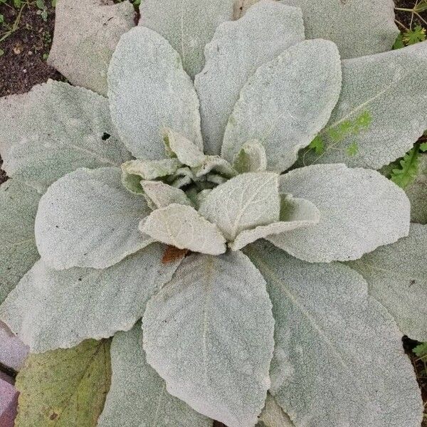 Verbascum boerhavii Leaf