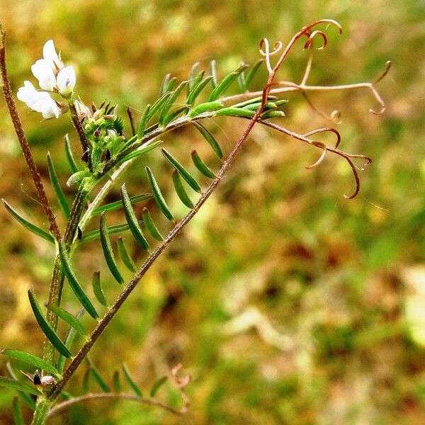 Vicia hirsuta Frunză