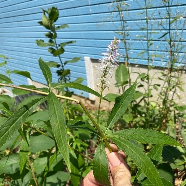 Veronicastrum virginicum ᱵᱟᱦᱟ