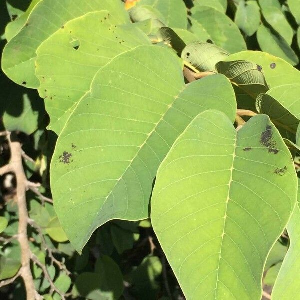 Annona senegalensis Frunză