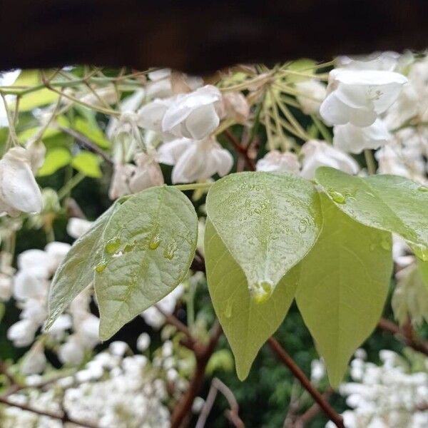 Wisteria floribunda ഇല