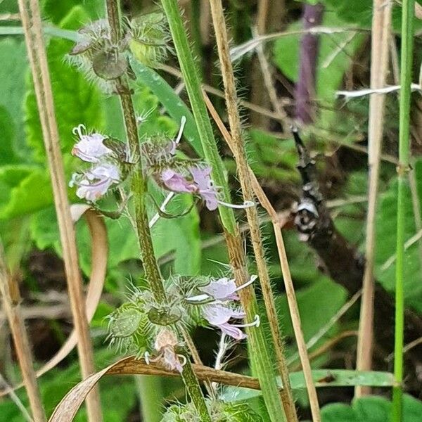 Ocimum × africanum Flower