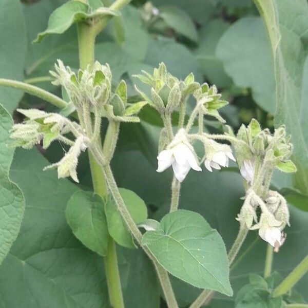 Solanum abutiloides Virág