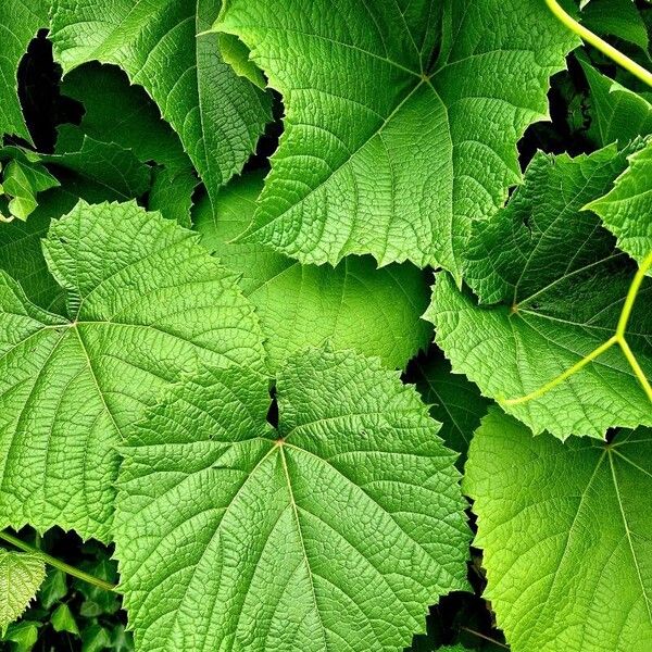 Vitis aestivalis Leaf