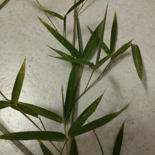 Phyllostachys aurea Hoja