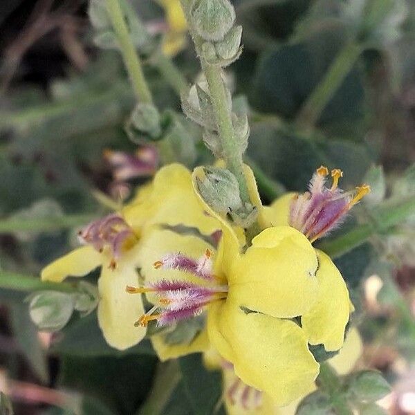 Verbascum sinuatum 花