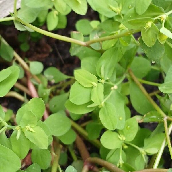 Euphorbia peplus Folla