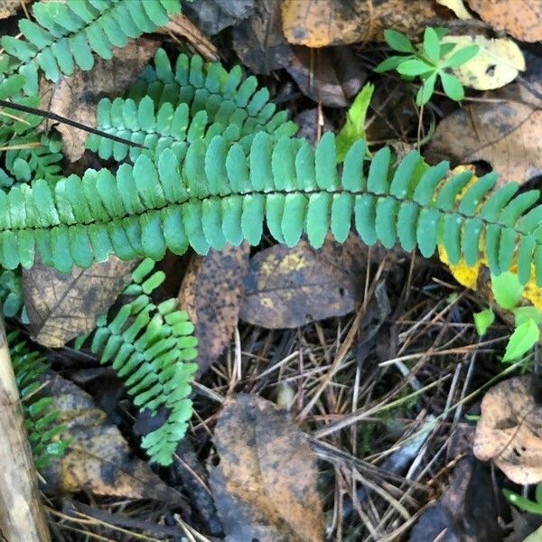 Asplenium platyneuron Leaf