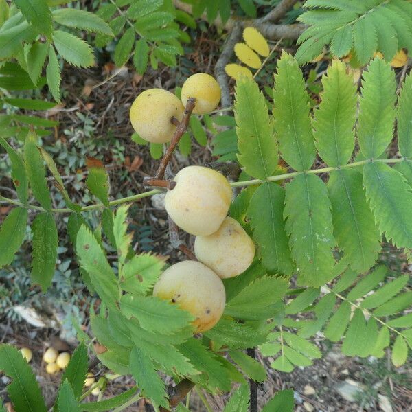 Sorbus domestica Leht