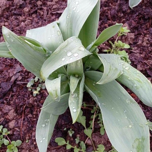 Iris albicans Leaf