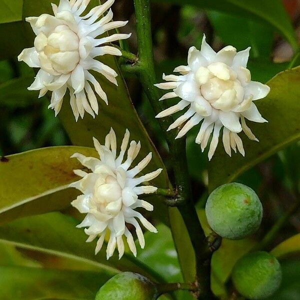 Eupomatia laurina Flower