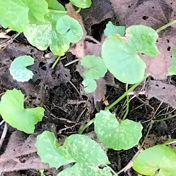 Centella asiatica 形态