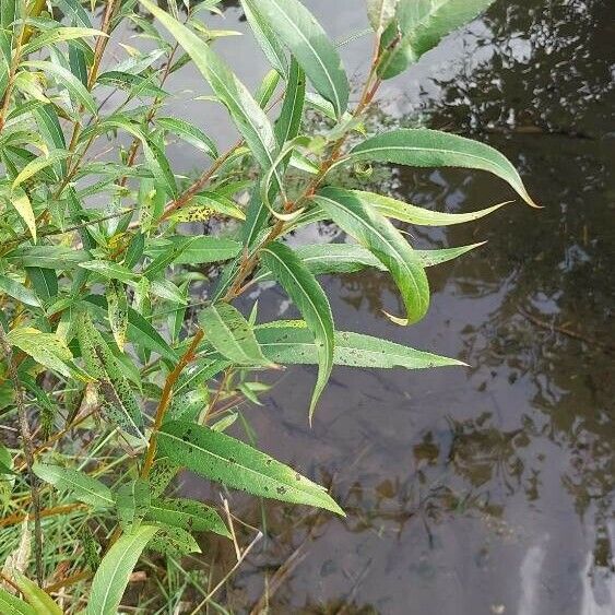 Salix pentandra Leaf