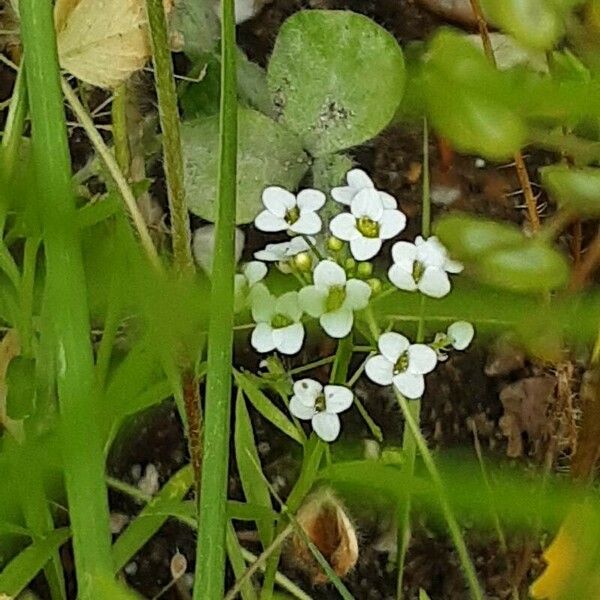 Calepina irregularis Flors