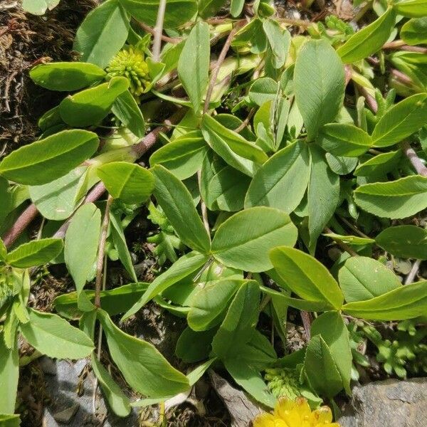 Trifolium badium Folla