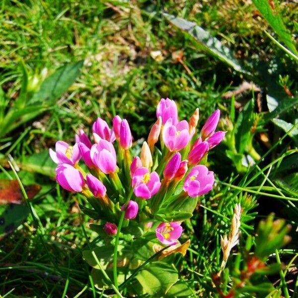 Centaurium littorale Fleur