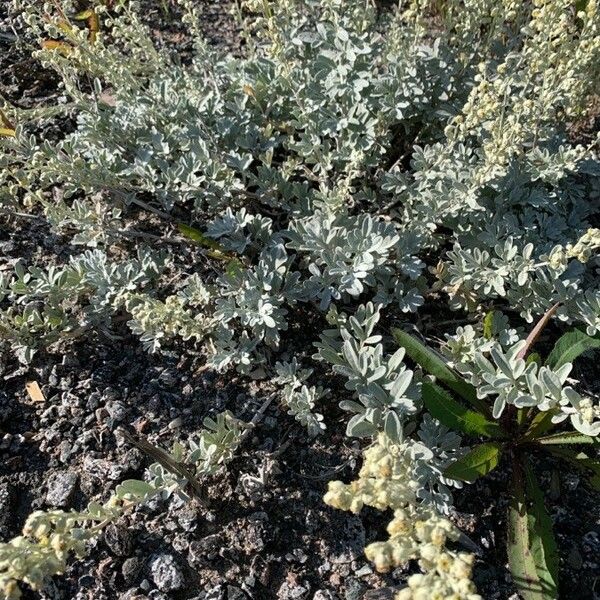 Artemisia stelleriana Deilen