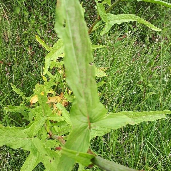 Rumex abyssinicus Leaf