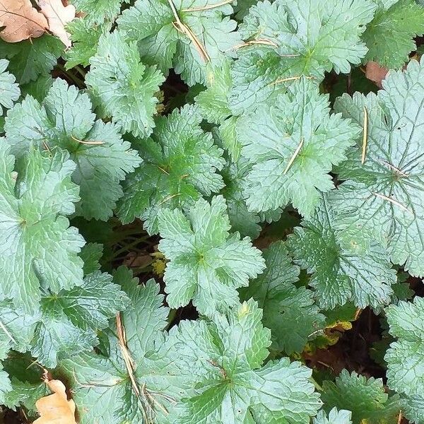 Geranium endressii برگ