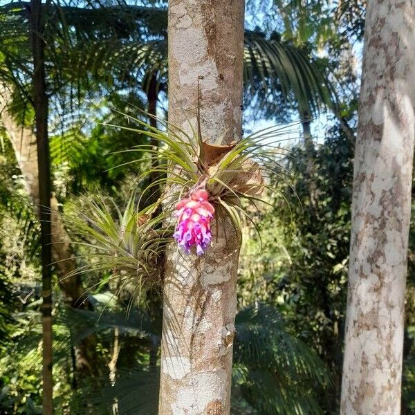 Tillandsia stricta Flower