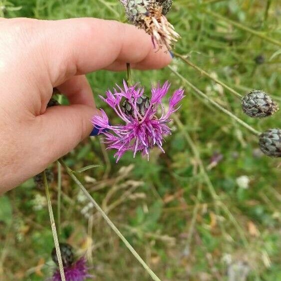 Centaurea scabiosa Flor