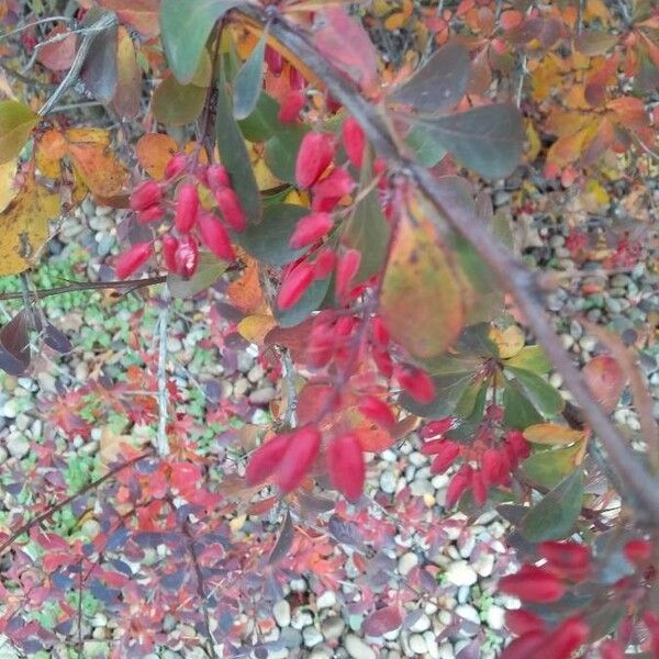 Berberis thunbergii Plod