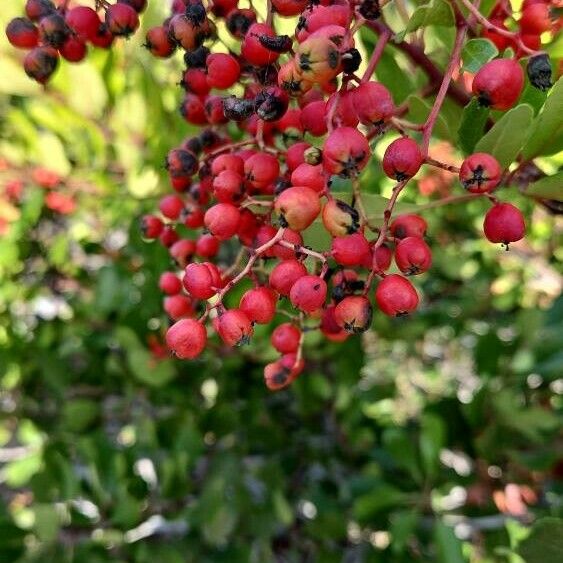 Photinia arbutifolia 果実