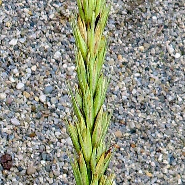 Leymus racemosus Flower