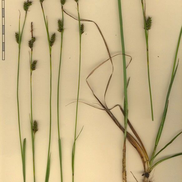 Carex hostiana Other