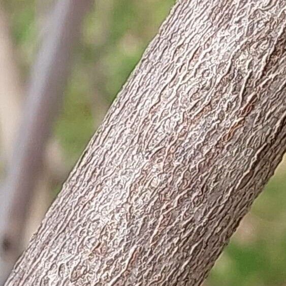 Wisteria sinensis Bark