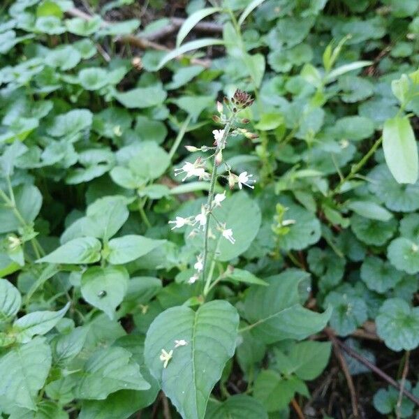 Circaea lutetiana Hábito